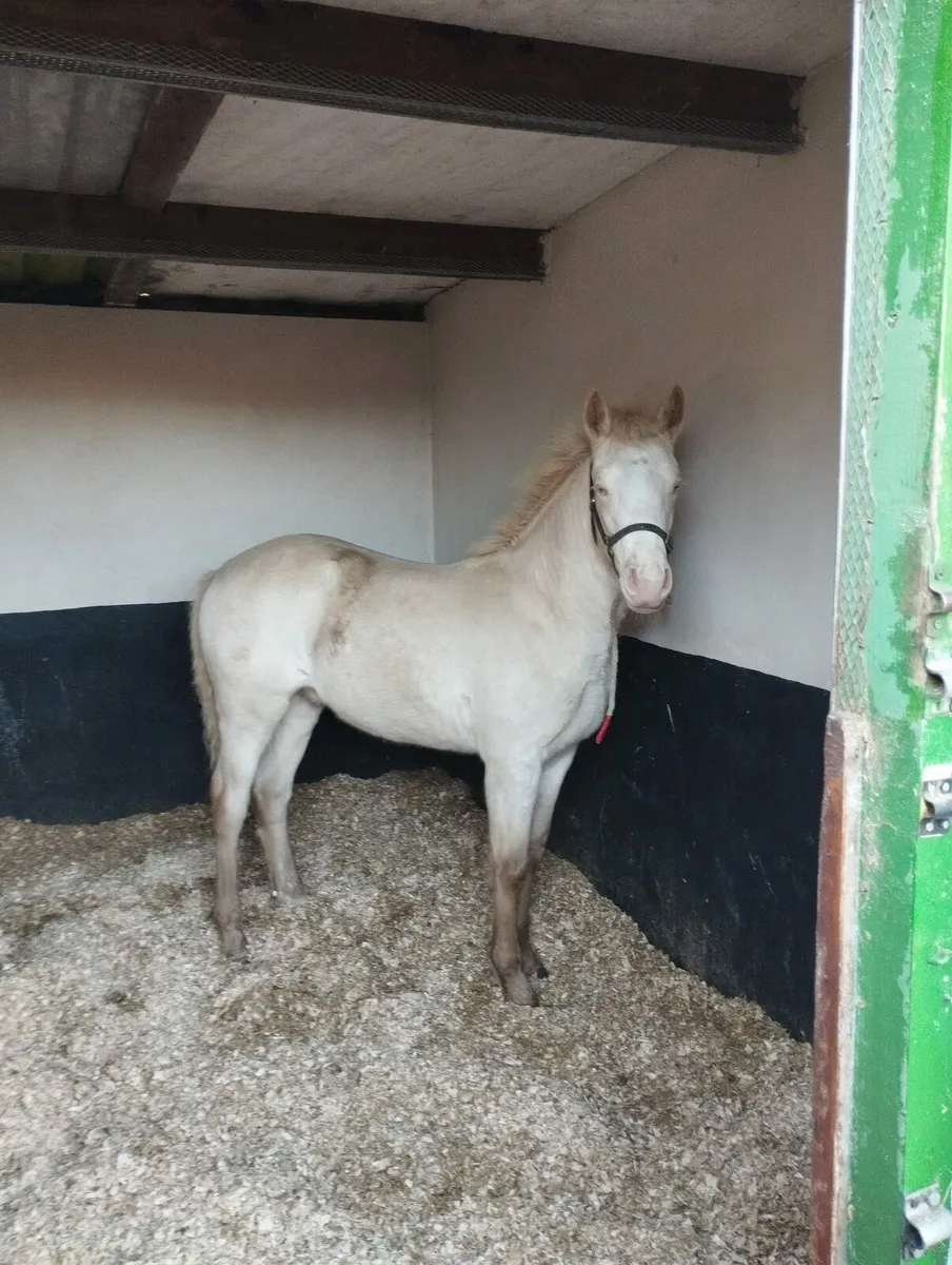 Connemara Colt Foal - Image 1