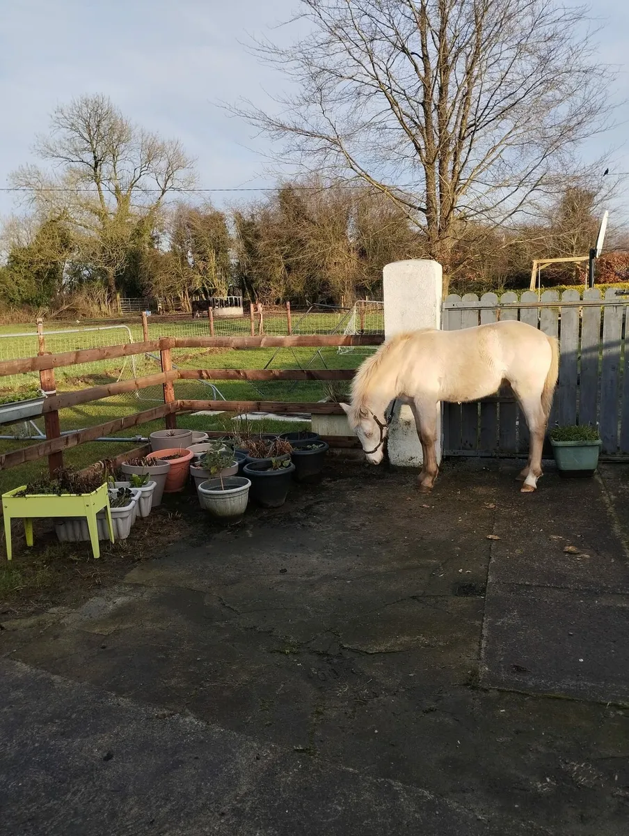 Connemara Colt Foal - Image 4