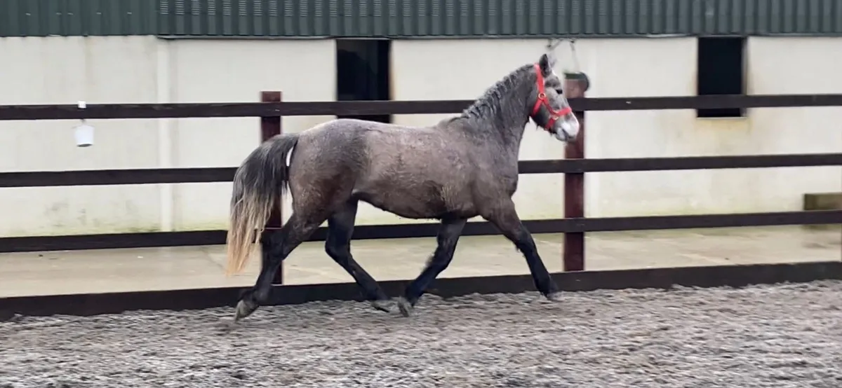 3 year old Connemara gelding - Image 1