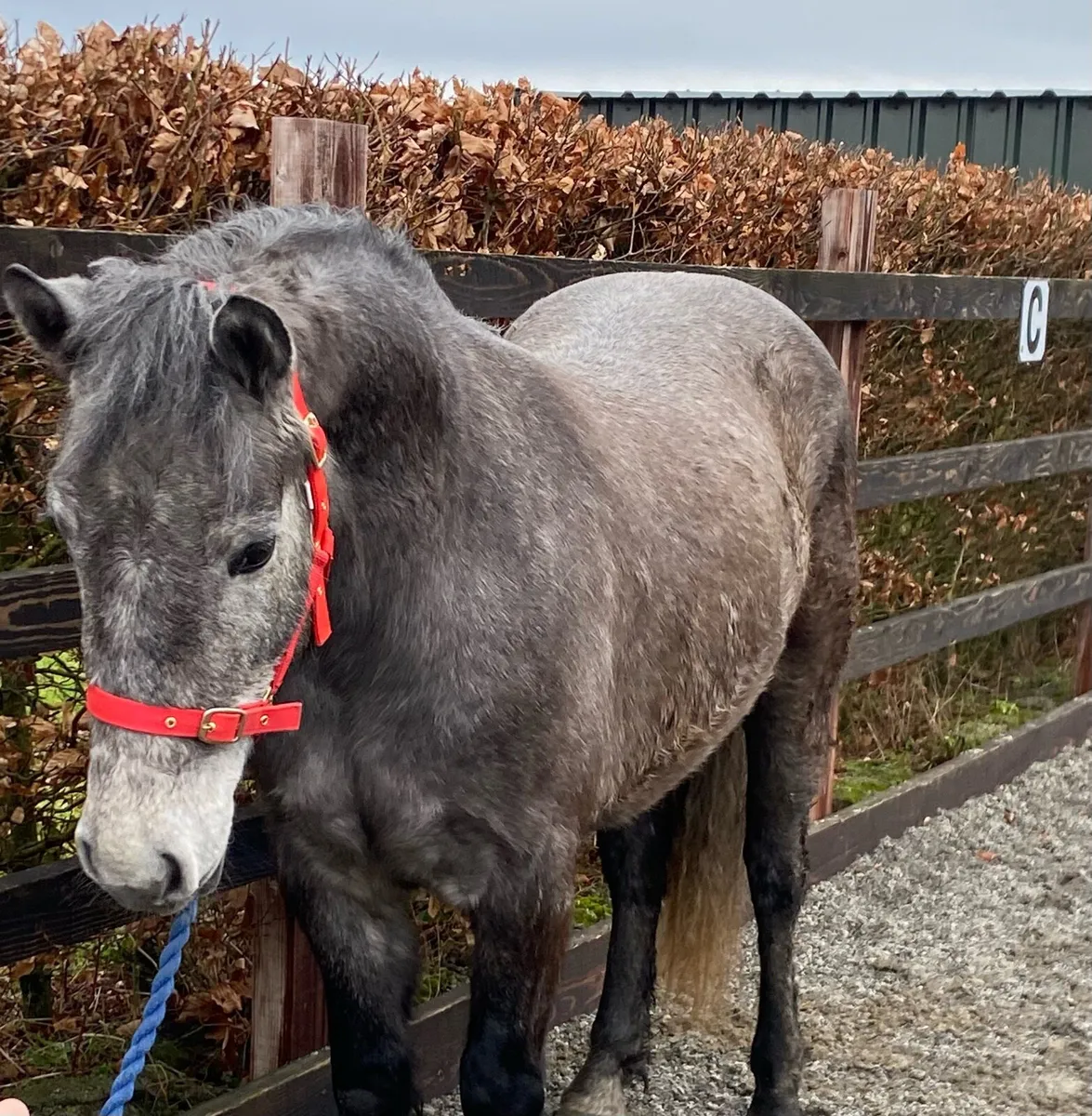 3 year old Connemara gelding - Image 2