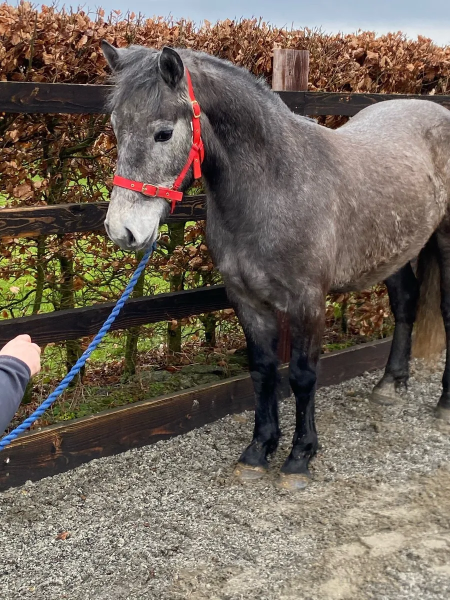 3 year old Connemara gelding - Image 3