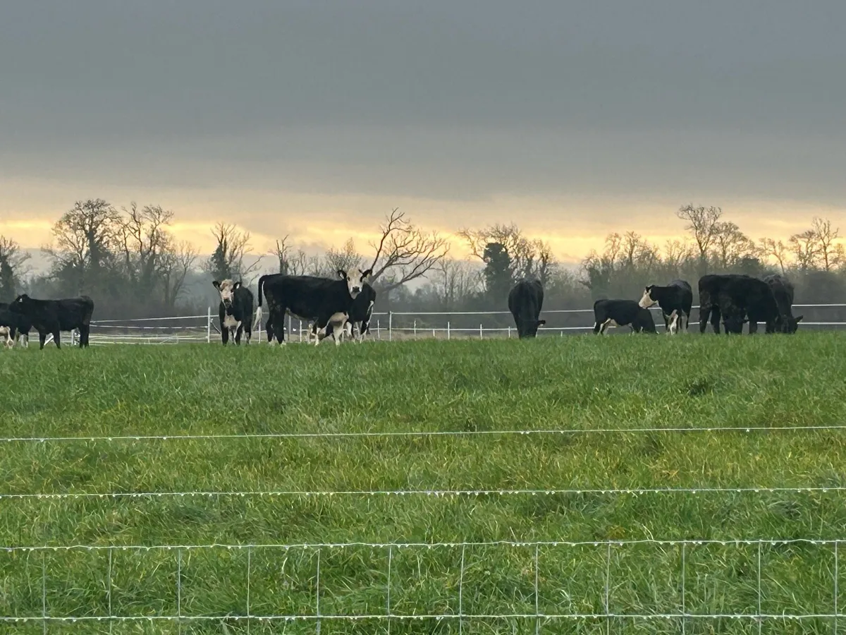 Land wanted to rent - Image 1