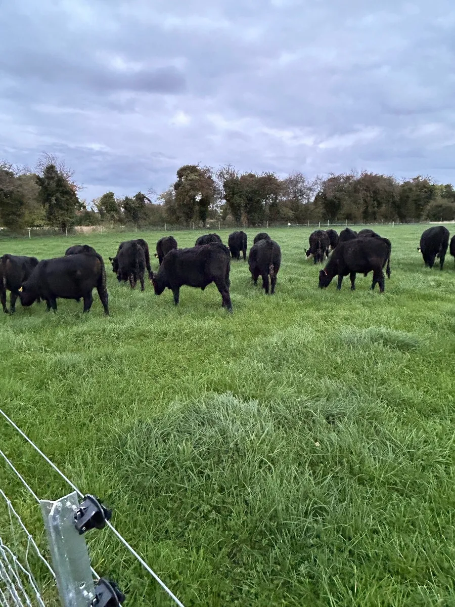 Land wanted to rent - Image 2