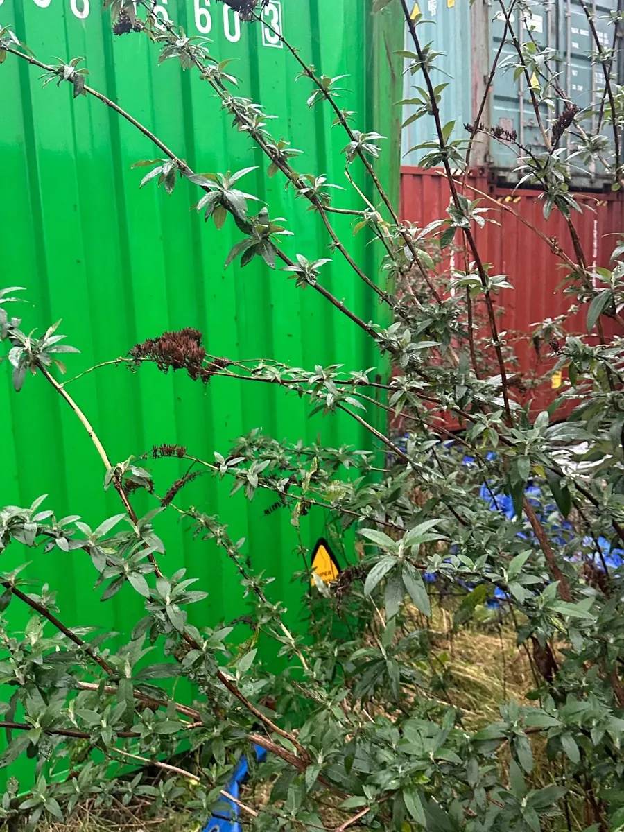 40ft evergreen containers - Image 3