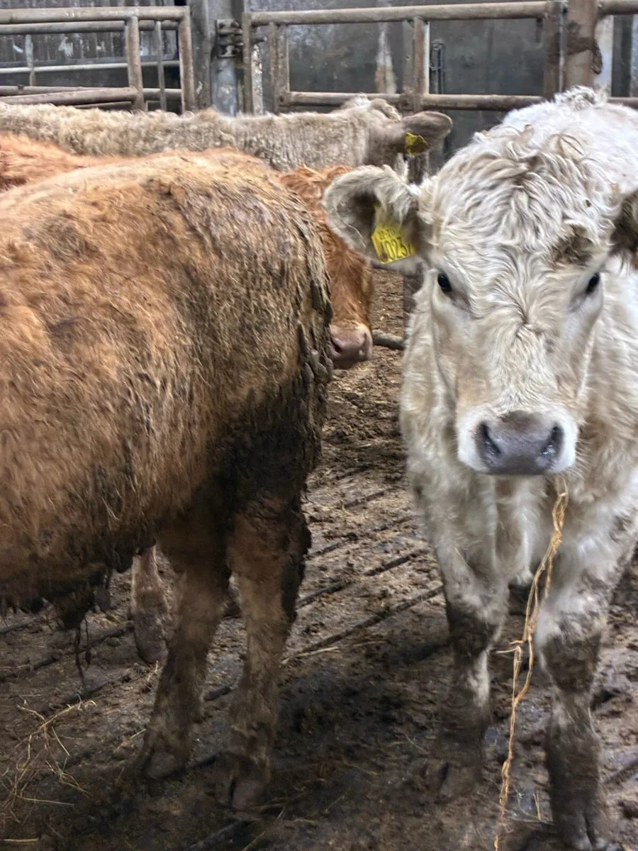 SUPER QUALITY CHX/LIM BULLOCKS 300KG - Image 4