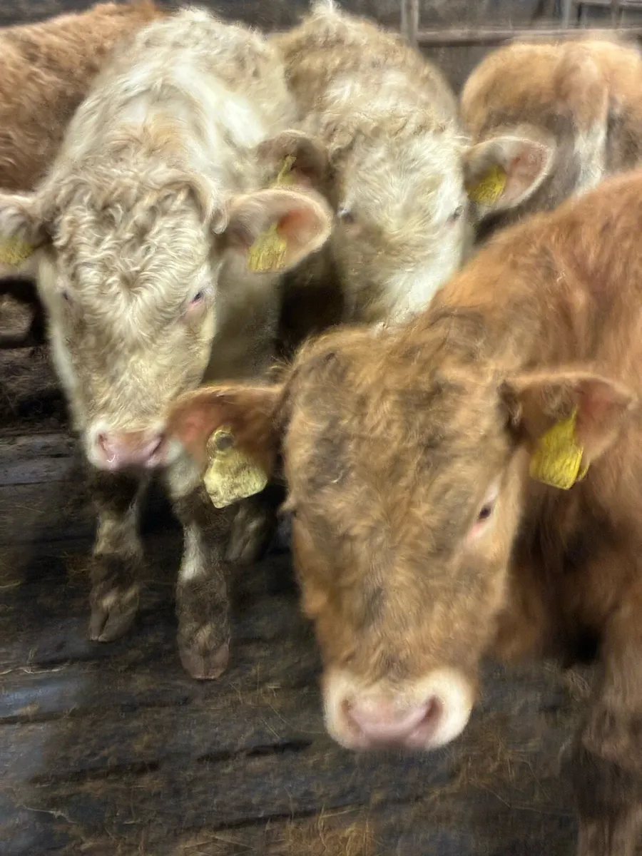 SUPER QUALITY CHX/LIM BULLOCKS 300KG - Image 1