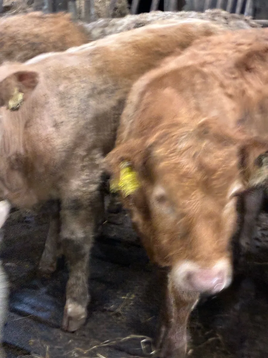 SUPER QUALITY CHX/LIM BULLOCKS 300KG - Image 2