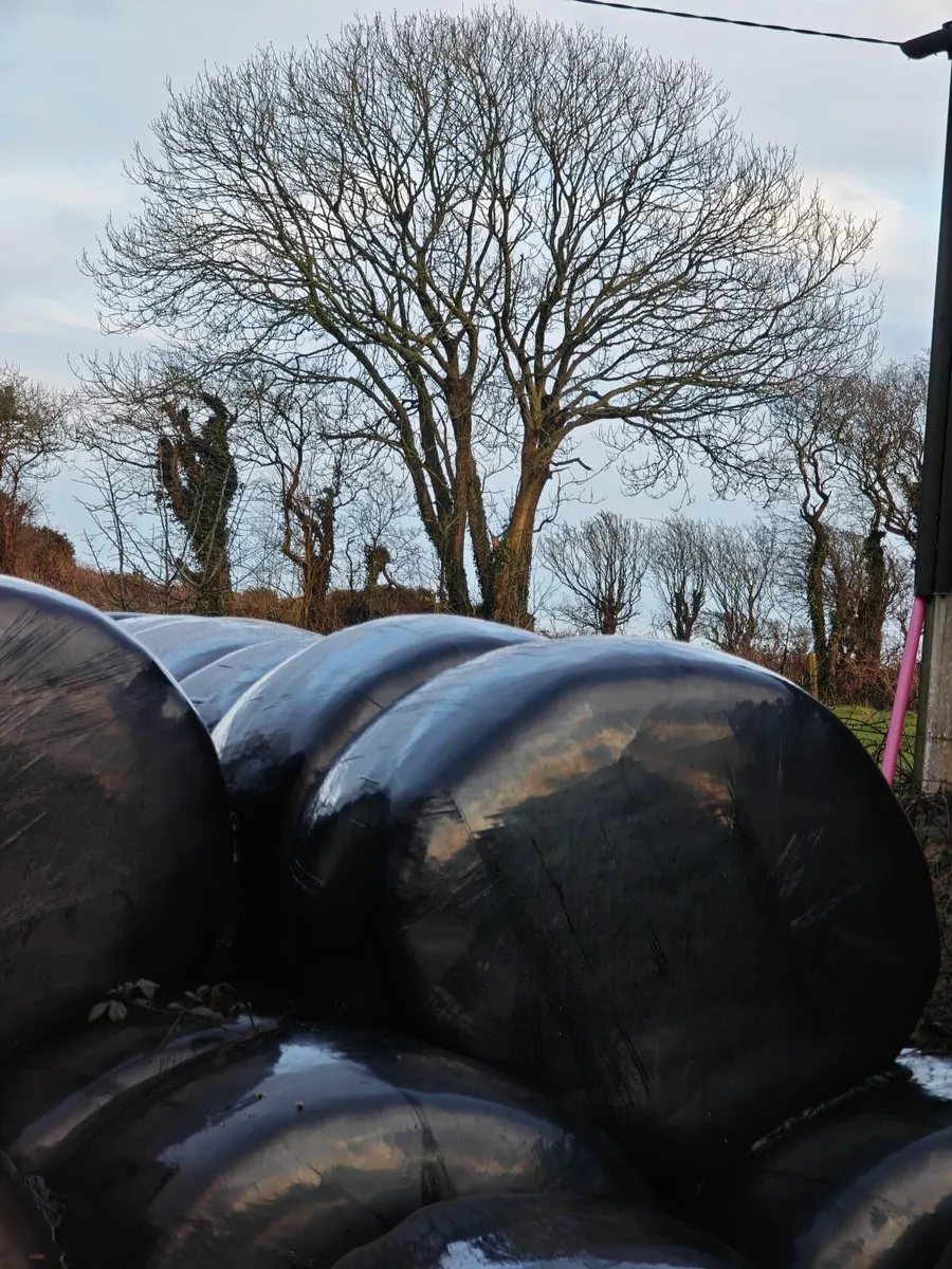 Bale silage - Image 3