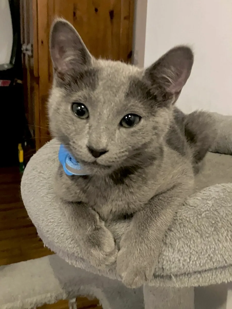 Russian Blue kittens - Dublin - Image 2