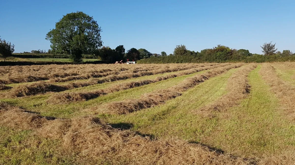 Small Square Bales of Hay - Image 1