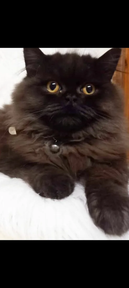 STUNNING FEMALE  PERSIAN X BRITISH LONG HAIR - Image 1