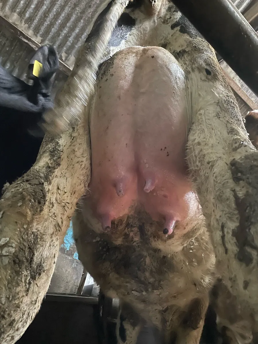 🔥🔥GRAIGAVALLA HERD SELLS🔥🔥 - Image 1