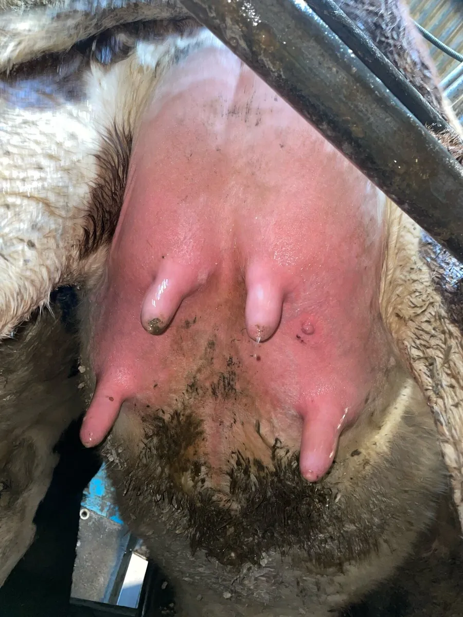 🔥🔥GRAIGAVALLA HERD SELLS🔥🔥 - Image 2