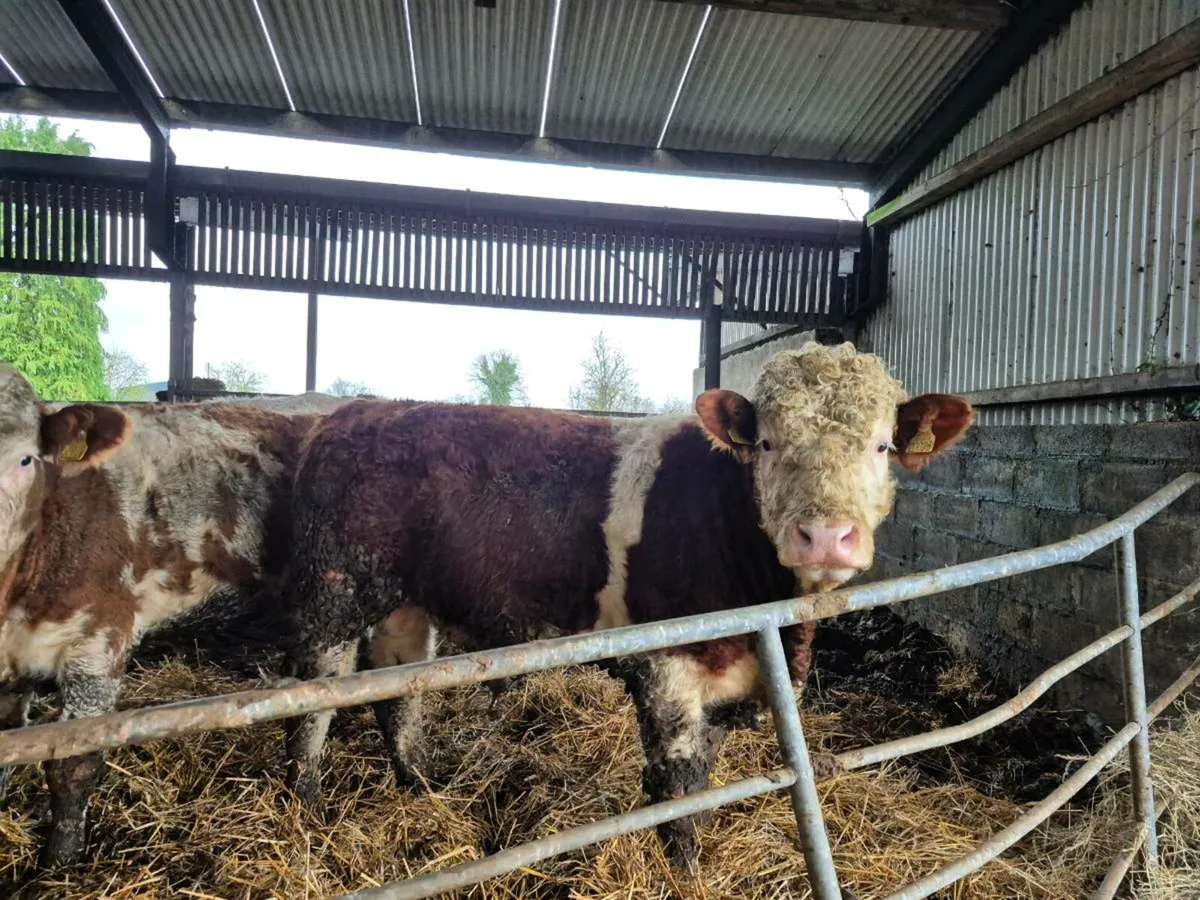 Pedigree Simmental Bull - Image 1