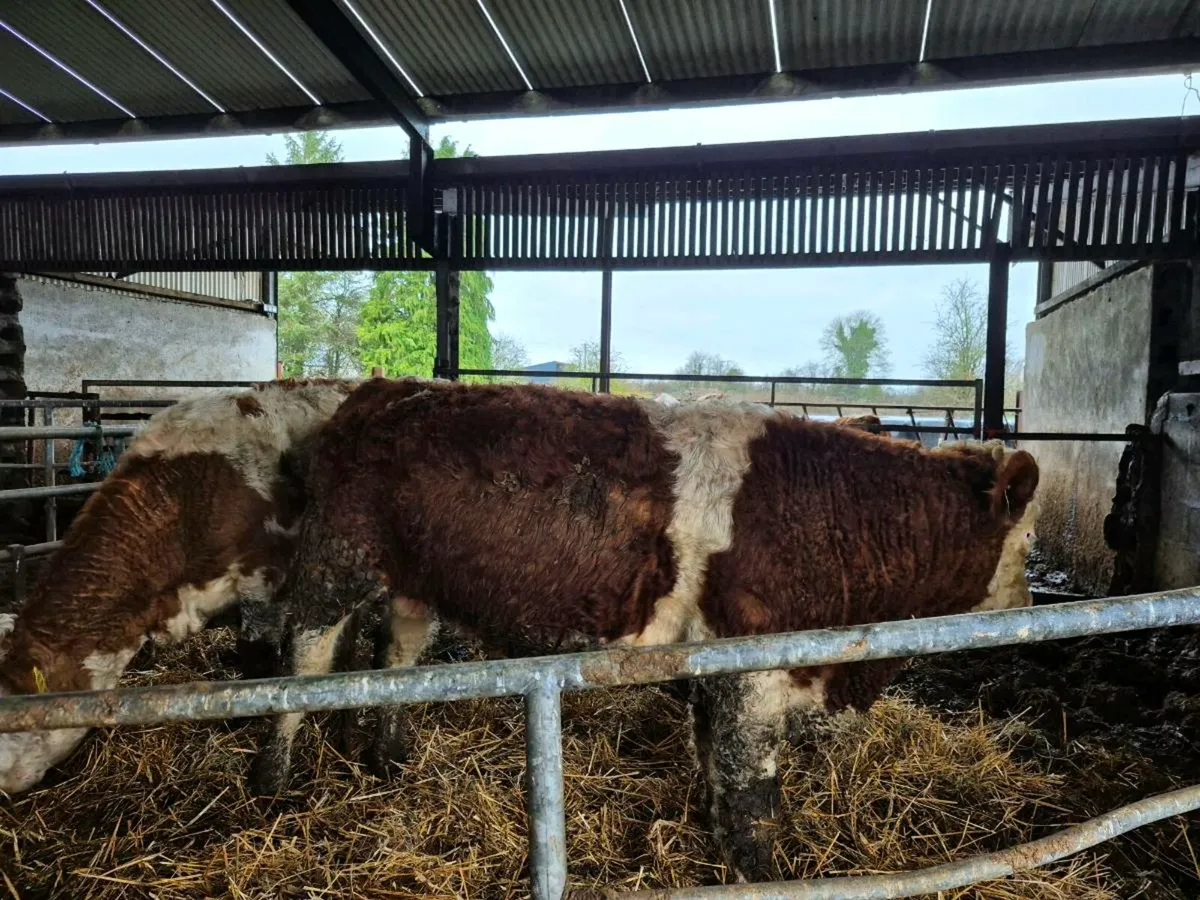 Pedigree Simmental Bull - Image 2