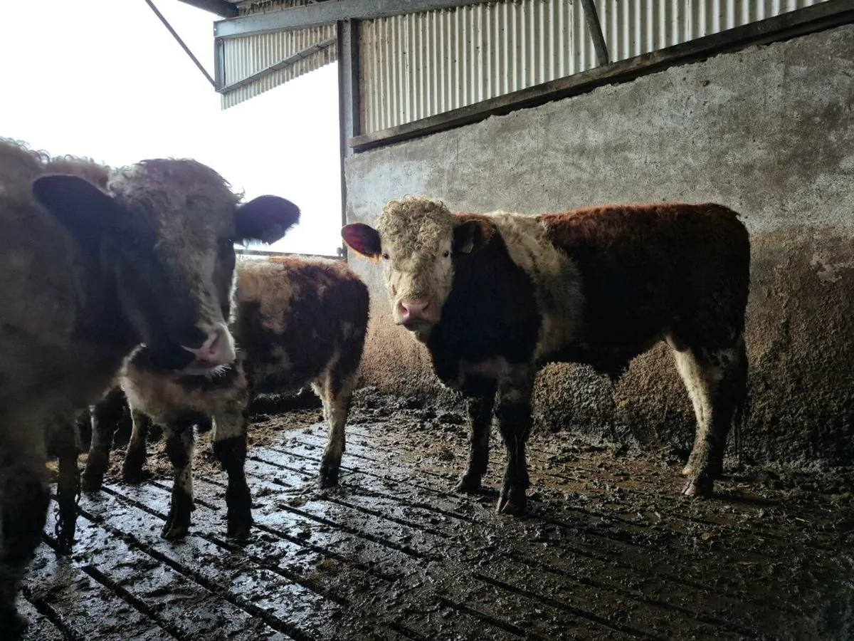 Pedigree Simmental Bull - Image 3