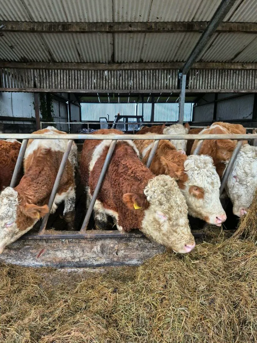 Pedigree Simmental Bull - Image 4