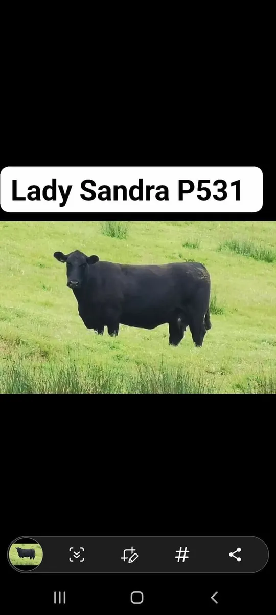 Aberdeen Angus Embryos - Image 2