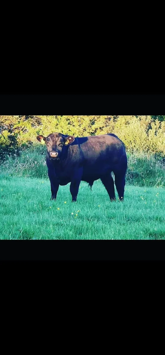 Aberdeen Angus Embryos - Image 3