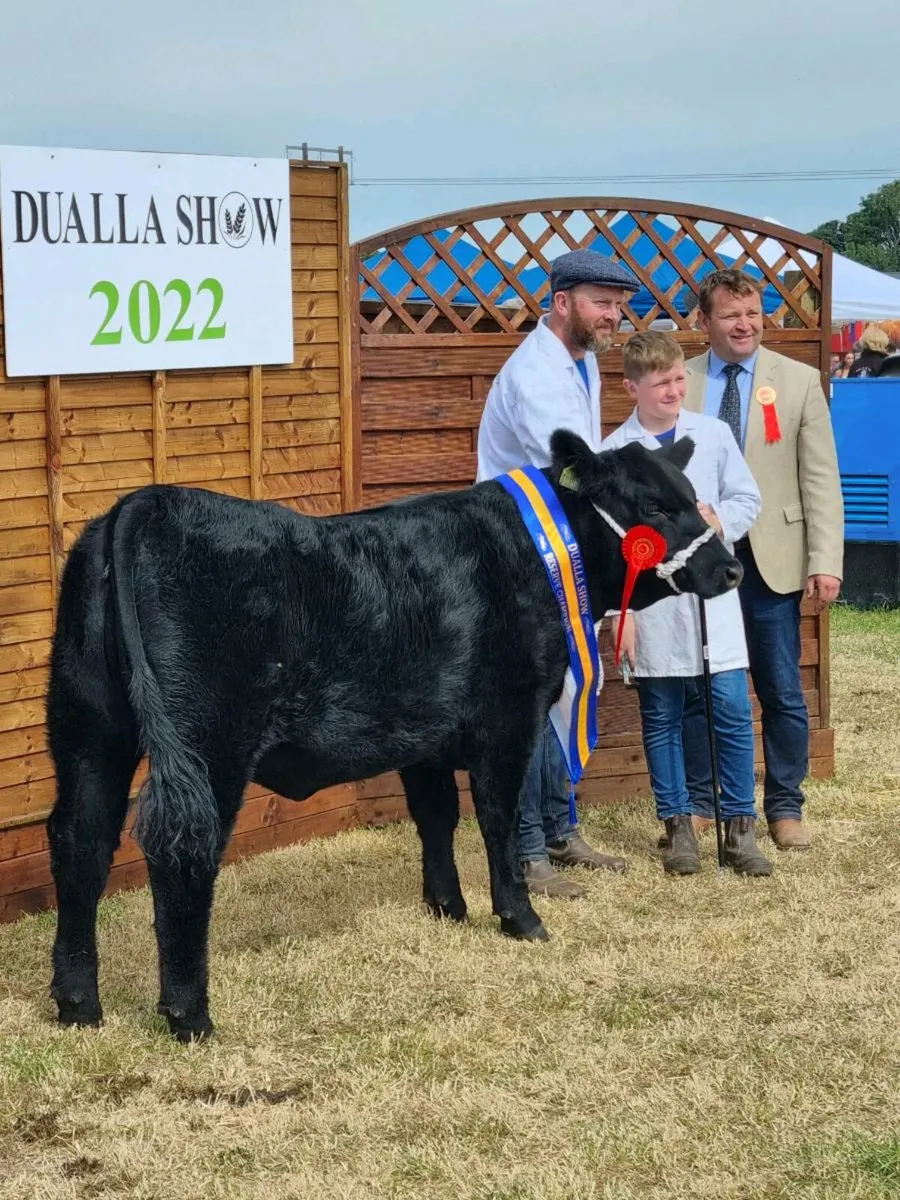 NEW MATING. KARMA. Aberdeen Angus Embryos - Image 4