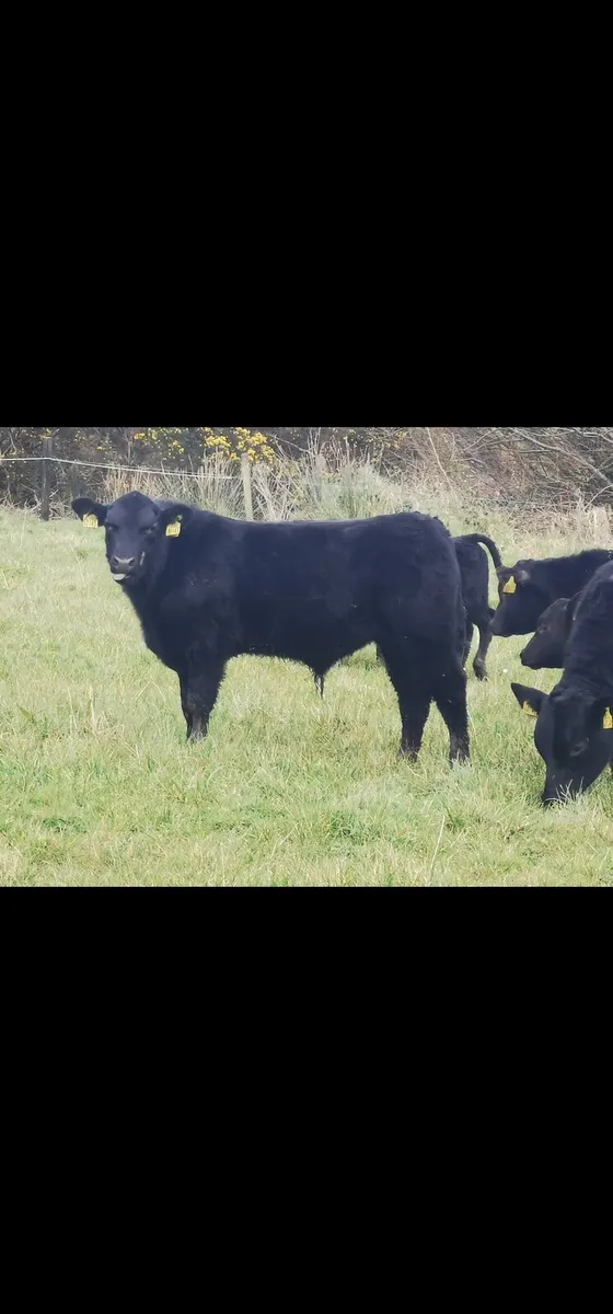 Aberdeen Angus Embryos - Image 4