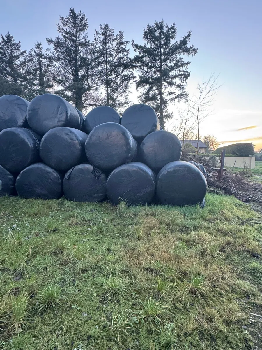 Silage bales - Image 1