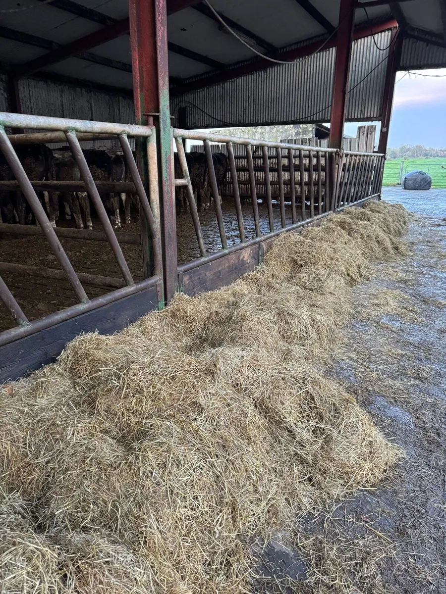 Silage bales - Image 2
