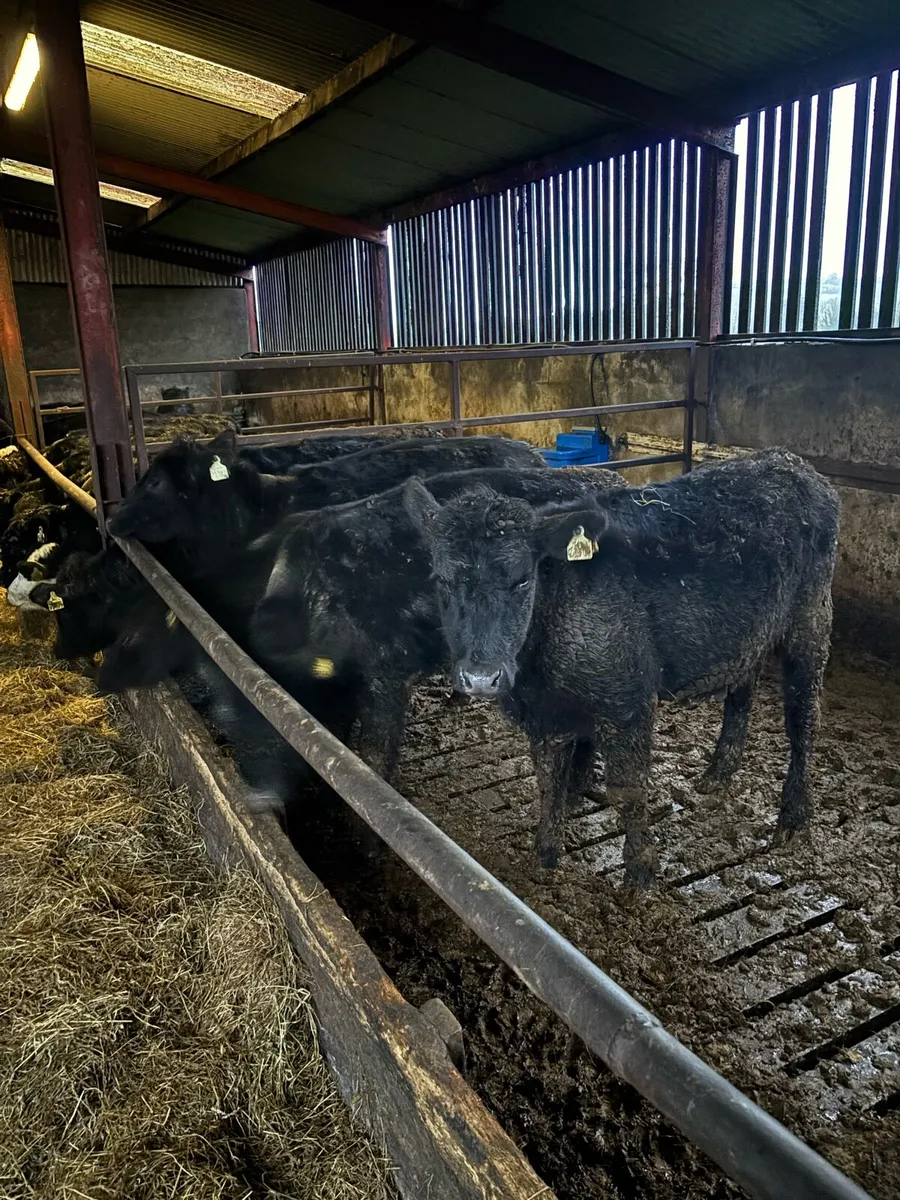 5 Angus heifers - Image 1