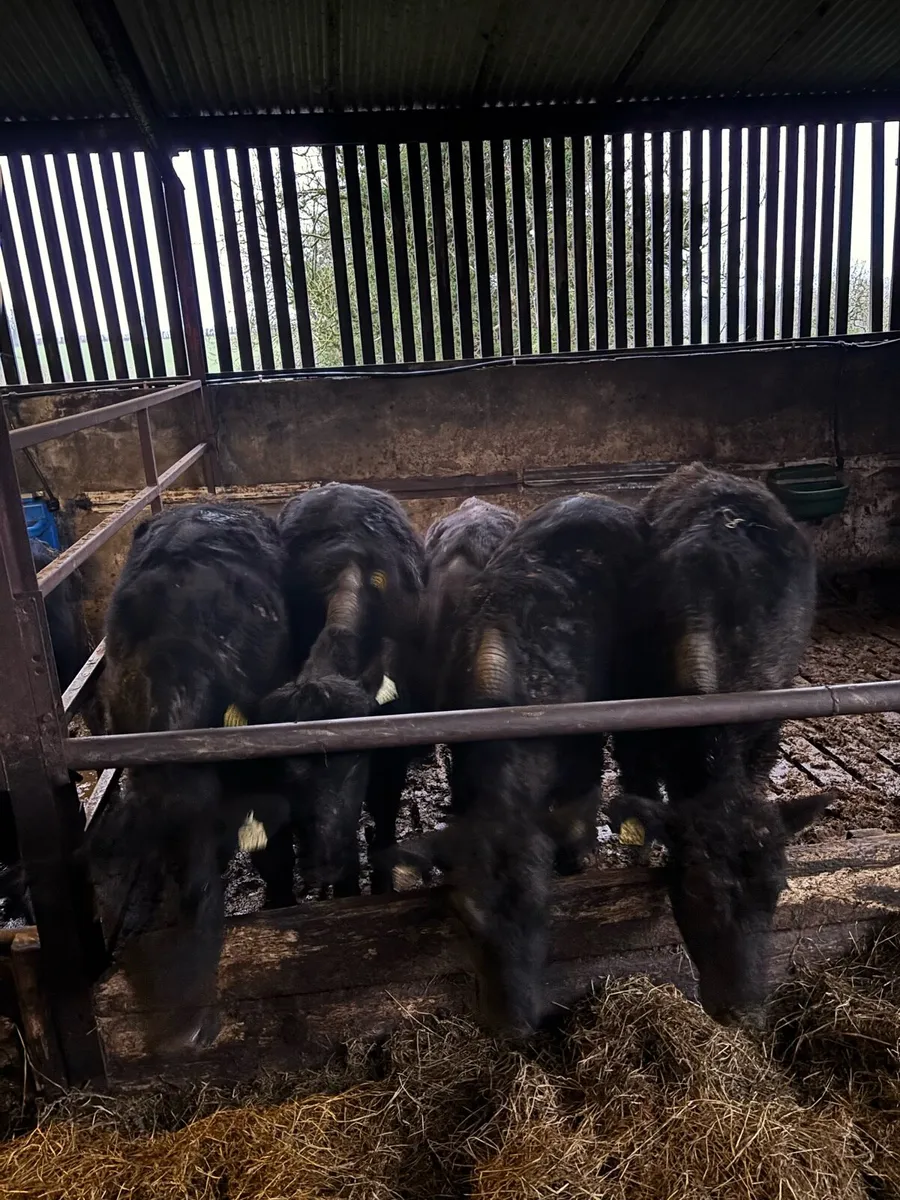 5 Angus heifers - Image 3