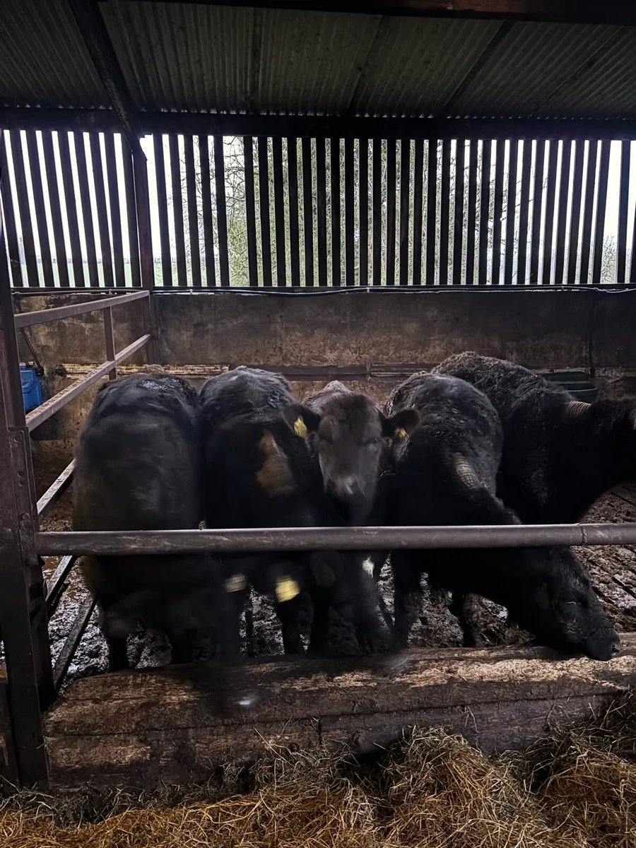 5 Angus heifers - Image 2