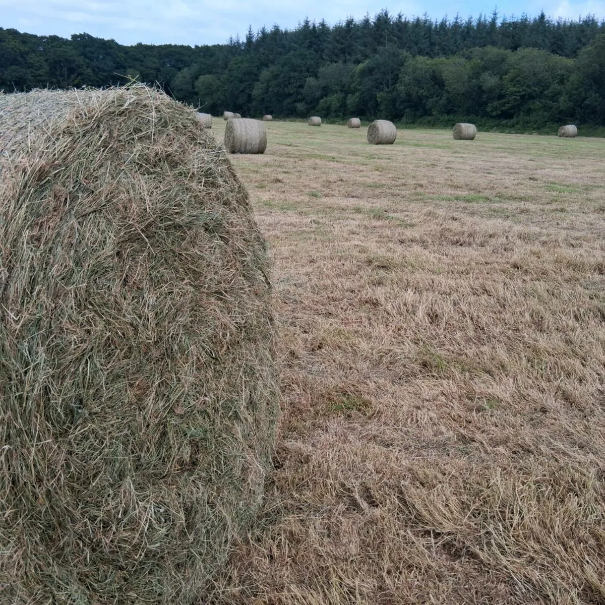 Round bales of hay - Image 1