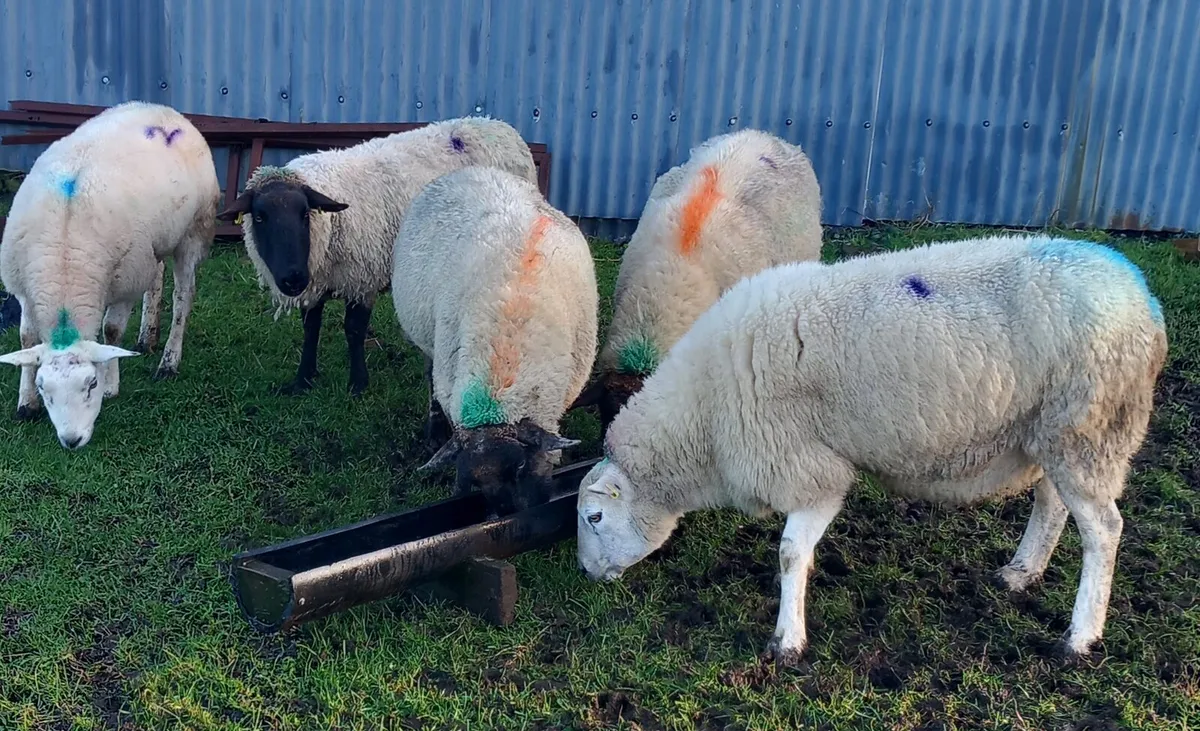 EWES SCANNED IN LAMB - Image 1