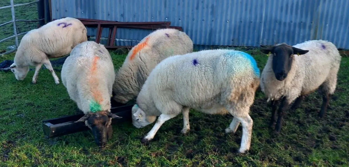 EWES SCANNED IN LAMB - Image 2