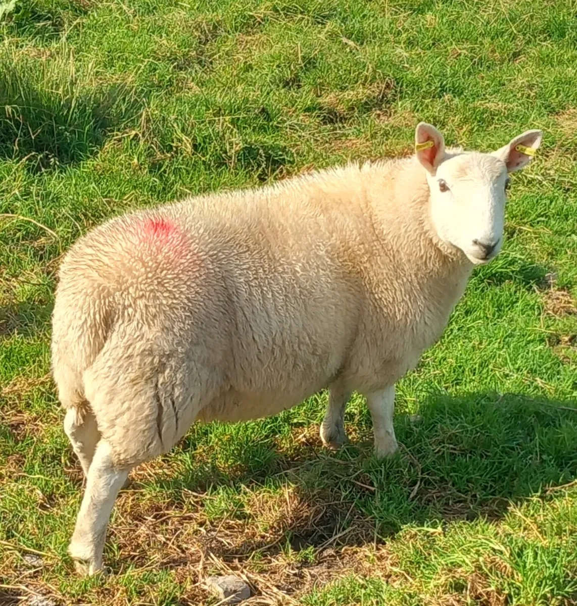 EWES SCANNED IN LAMB - Image 4