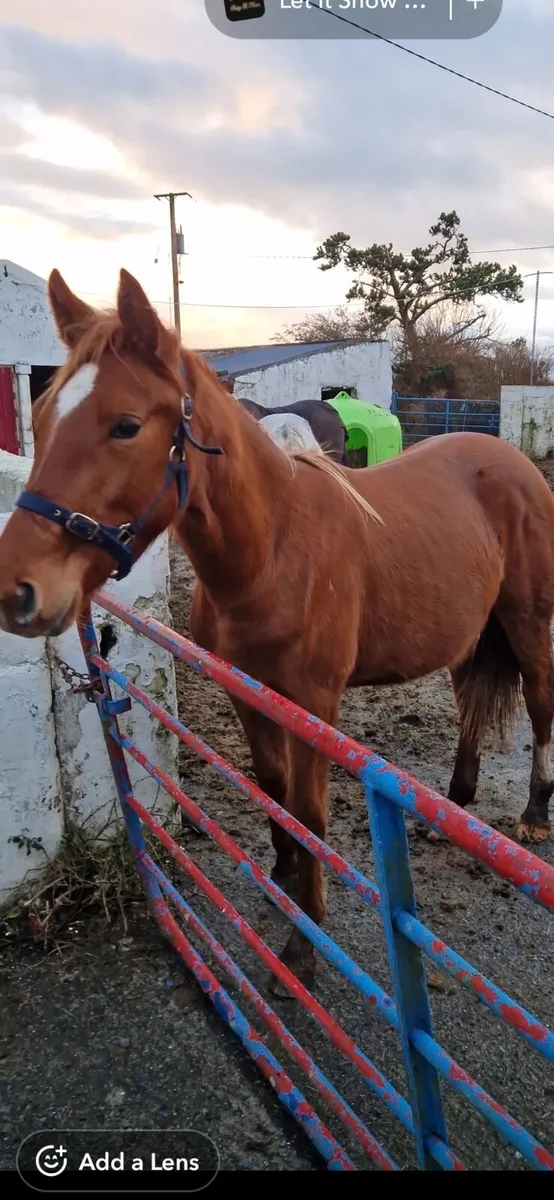 Rising 2 sports filly - Image 4