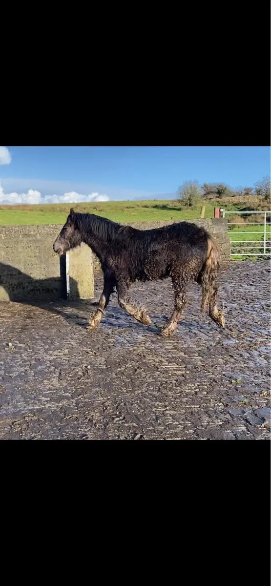 2yo cob to make 148 - Image 2