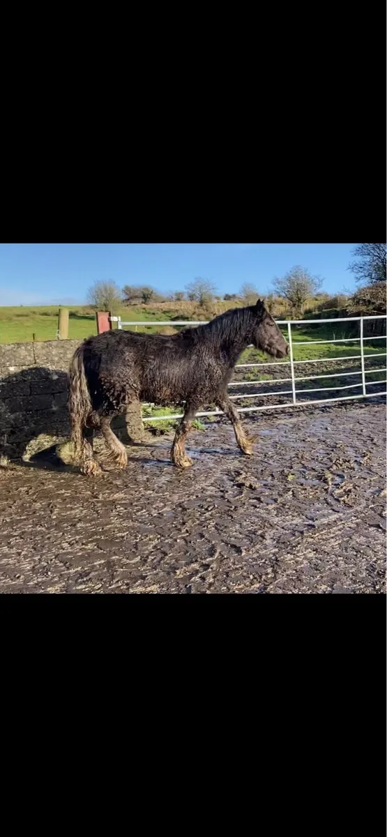 2yo cob to make 148 - Image 1