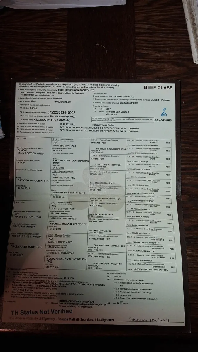 Shorthorn Bull - Image 2