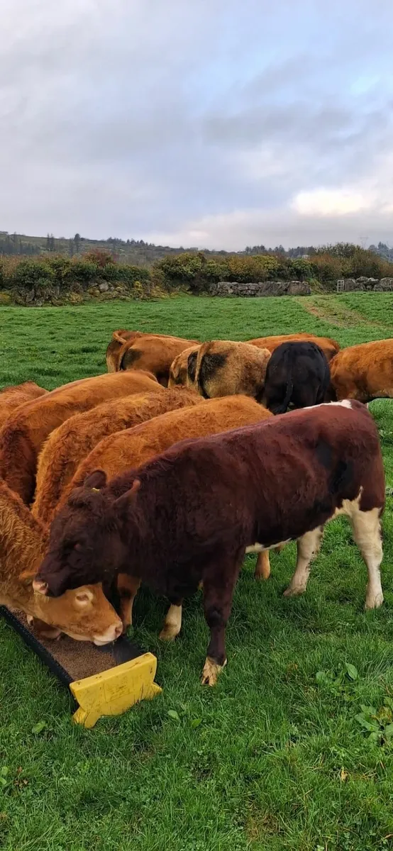 Shorthorn Bull - Image 4