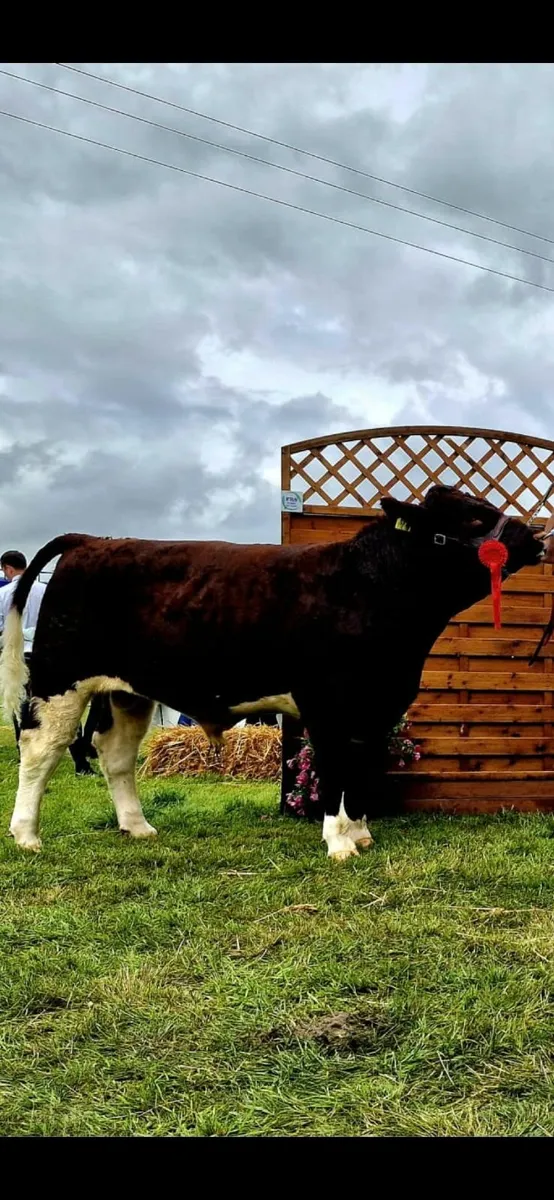 Shorthorn Bull - Image 1