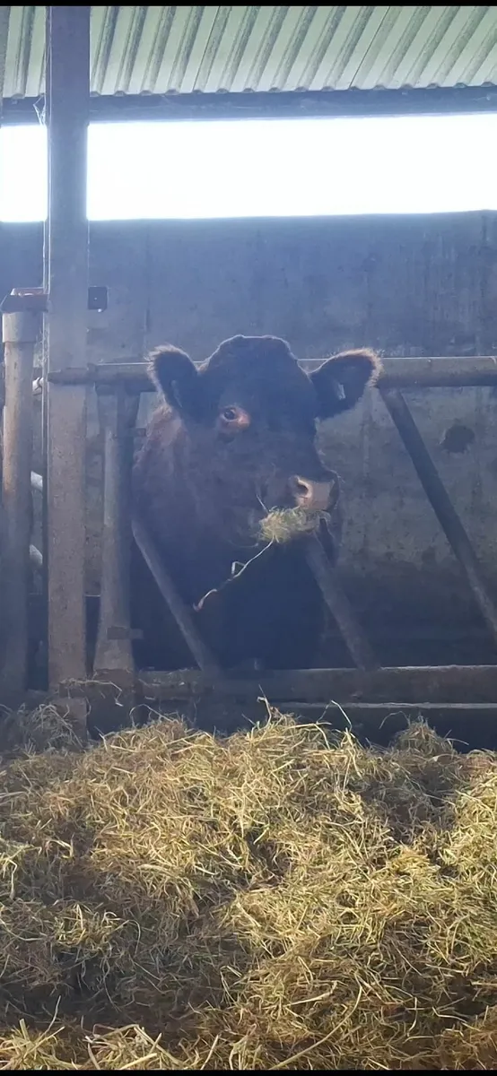 Shorthorn Bull - Image 3