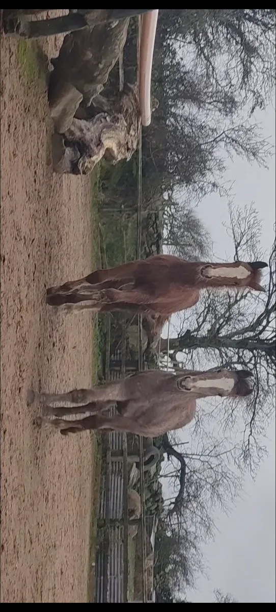 Irish Draft Colt Foal    pure bred - Image 3