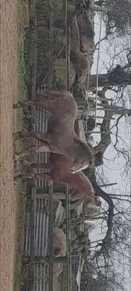 Irish Draft Colt Foal    pure bred - Image 4