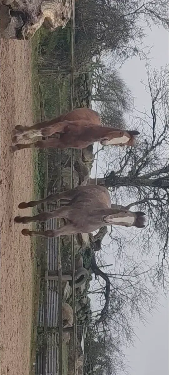 Irish Draft Colt Foal    pure bred - Image 1
