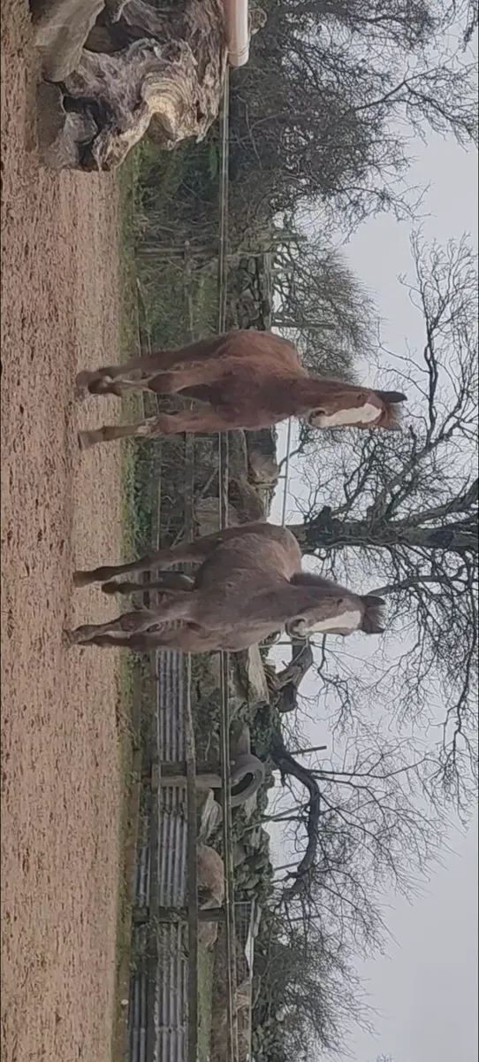 Irish Draft Colt Foal    pure bred - Image 2