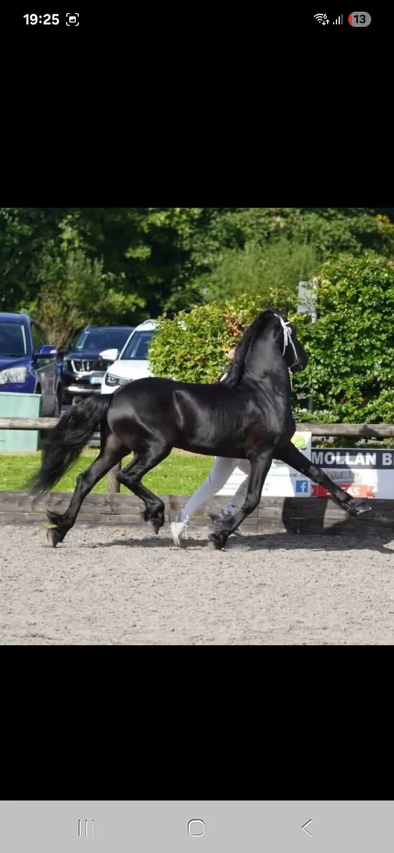 Seliction of Friesians - Image 1