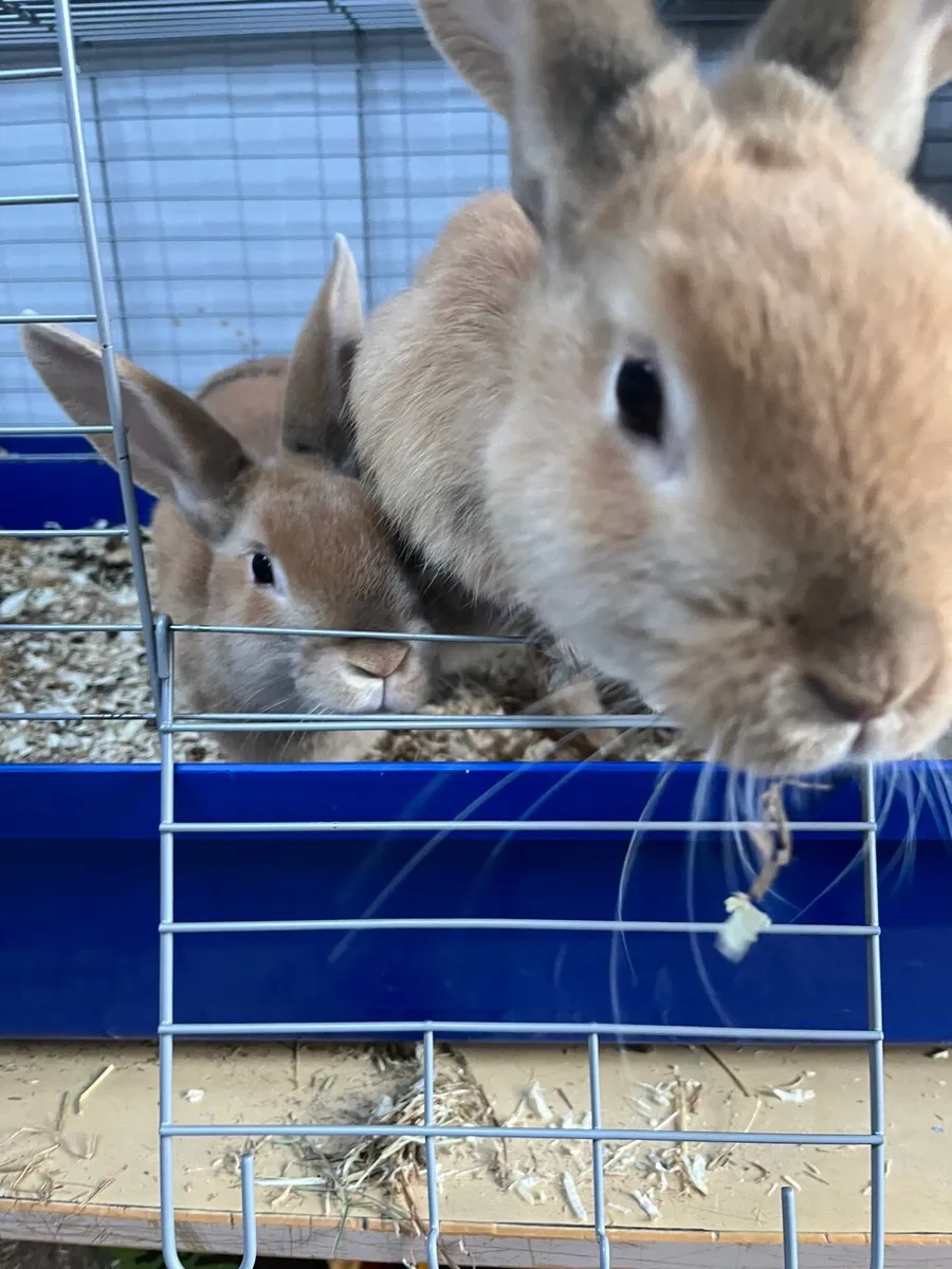 Rabbits - Image 4