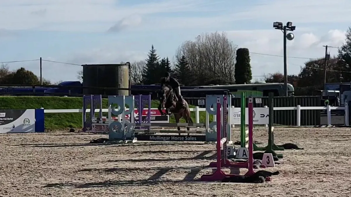 16.1 7yr Gelding - Image 1