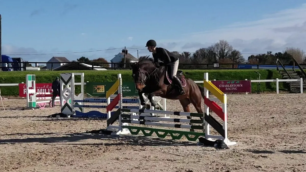 16.1 7yr Gelding - Image 2