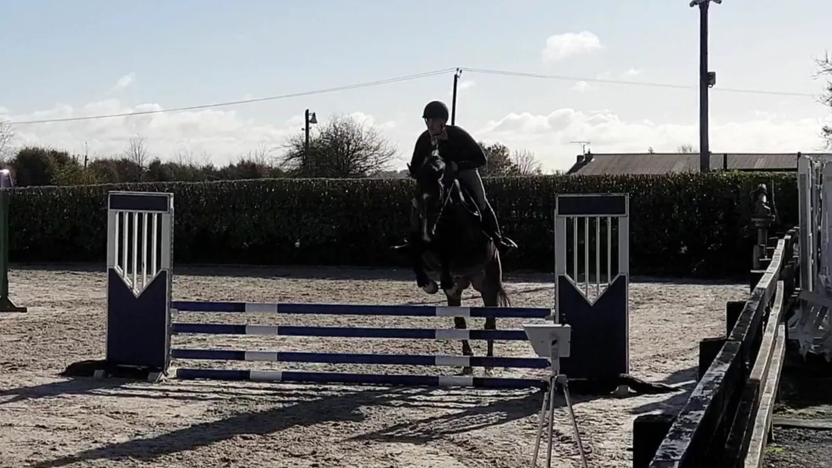 16.1 7yr Gelding - Image 3